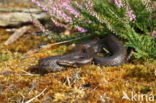 gladde slang (Coronella austriacus)