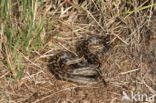 gladde slang (Coronella austriacus)