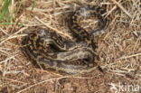 gladde slang (Coronella austriacus)