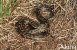 gladde slang (Coronella austriacus)