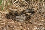 gladde slang (Coronella austriacus)