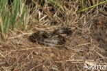 gladde slang (Coronella austriacus)