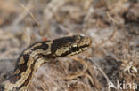 gladde slang (Coronella austriacus)