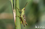 Large Gold Grasshopper (Chrysochraon dispar)