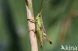 Gouden sprinkhaan (Chrysochraon dispar) 