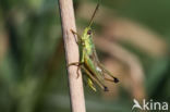 Large Gold Grasshopper (Chrysochraon dispar)