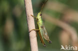 Gouden sprinkhaan (Chrysochraon dispar) 