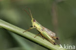 Gouden sprinkhaan (Chrysochraon dispar) 