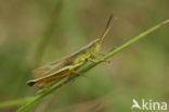 Gouden sprinkhaan (Chrysochraon dispar) 