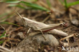 Gouden sprinkhaan (Chrysochraon dispar) 