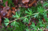 Japanese Larch (Larix kaempferi)