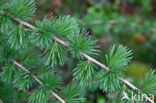 Japanese Larch (Larix kaempferi)