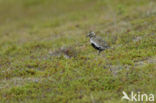 Goudplevier (Pluvialis apricaria) 