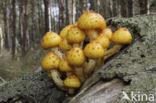 Goudvliesbundelzwam (Pholiota aurivella)