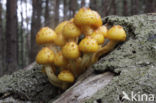 Goudvliesbundelzwam (Pholiota aurivella)