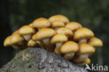 Goudvliesbundelzwam (Pholiota aurivella)