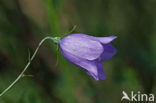 Grasklokje (Campanula rotundifolia)