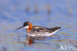 Red-necked Phalarope (Phalaropus lobatus)