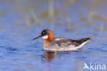 Grauwe Franjepoot (Phalaropus lobatus)