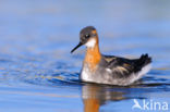 Red-necked Phalarope (Phalaropus lobatus)