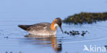 Grauwe Franjepoot (Phalaropus lobatus)