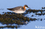 Red-necked Phalarope (Phalaropus lobatus)