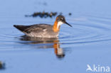 Grauwe Franjepoot (Phalaropus lobatus)