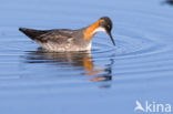 Red-necked Phalarope (Phalaropus lobatus)