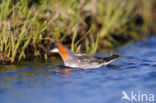 Grauwe Franjepoot (Phalaropus lobatus)