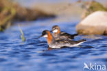 Grauwe Franjepoot (Phalaropus lobatus)