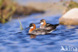 Red-necked Phalarope (Phalaropus lobatus)