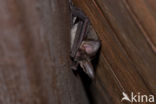 Grey big-eared bat (Plecotus austriacus)