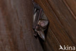 Grey big-eared bat (Plecotus austriacus)