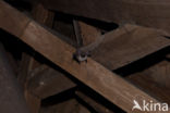 Grey big-eared bat (Plecotus austriacus)
