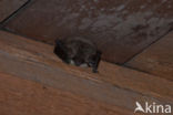 Grey big-eared bat (Plecotus austriacus)