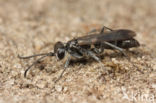 Grijze spinnendoder (Pompilus cinereus)