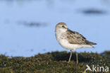 Grijze Strandloper (Calidris pusilla)