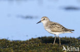 Grijze Strandloper (Calidris pusilla)