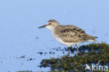 Grijze Strandloper (Calidris pusilla)