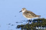 Grijze Strandloper (Calidris pusilla)