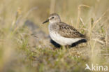 Grijze Strandloper (Calidris pusilla)