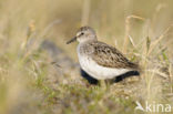 Semipalmated Sandpiper (Calidris pusilla)