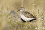 Grijze Strandloper (Calidris pusilla)