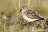 Grijze Strandloper (Calidris pusilla)