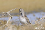 Grijze Strandloper (Calidris pusilla)