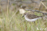 Grijze Strandloper (Calidris pusilla)