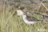 Grijze Strandloper (Calidris pusilla)