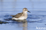 Grijze Strandloper (Calidris pusilla)