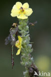 Green Hawker  (Aeshna viridis)