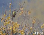 Groene Specht (Picus viridis)